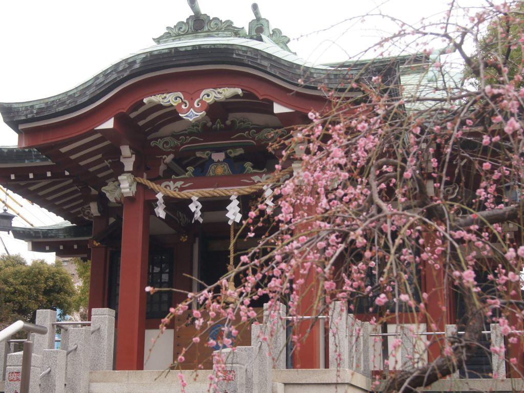 洲﨑神社の冬。早咲きの梅が春の訪れを告げる。
